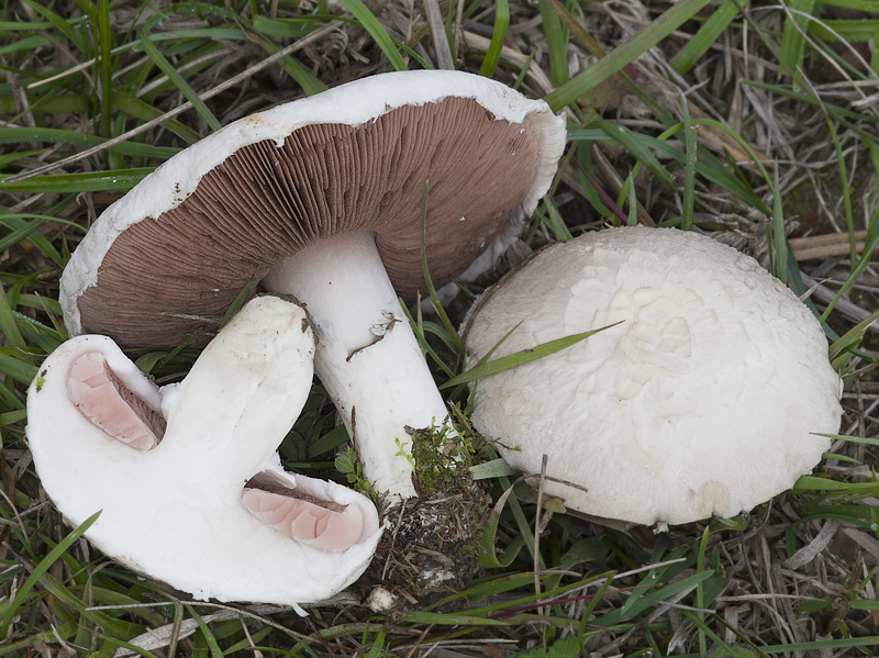 Agaricus campestris